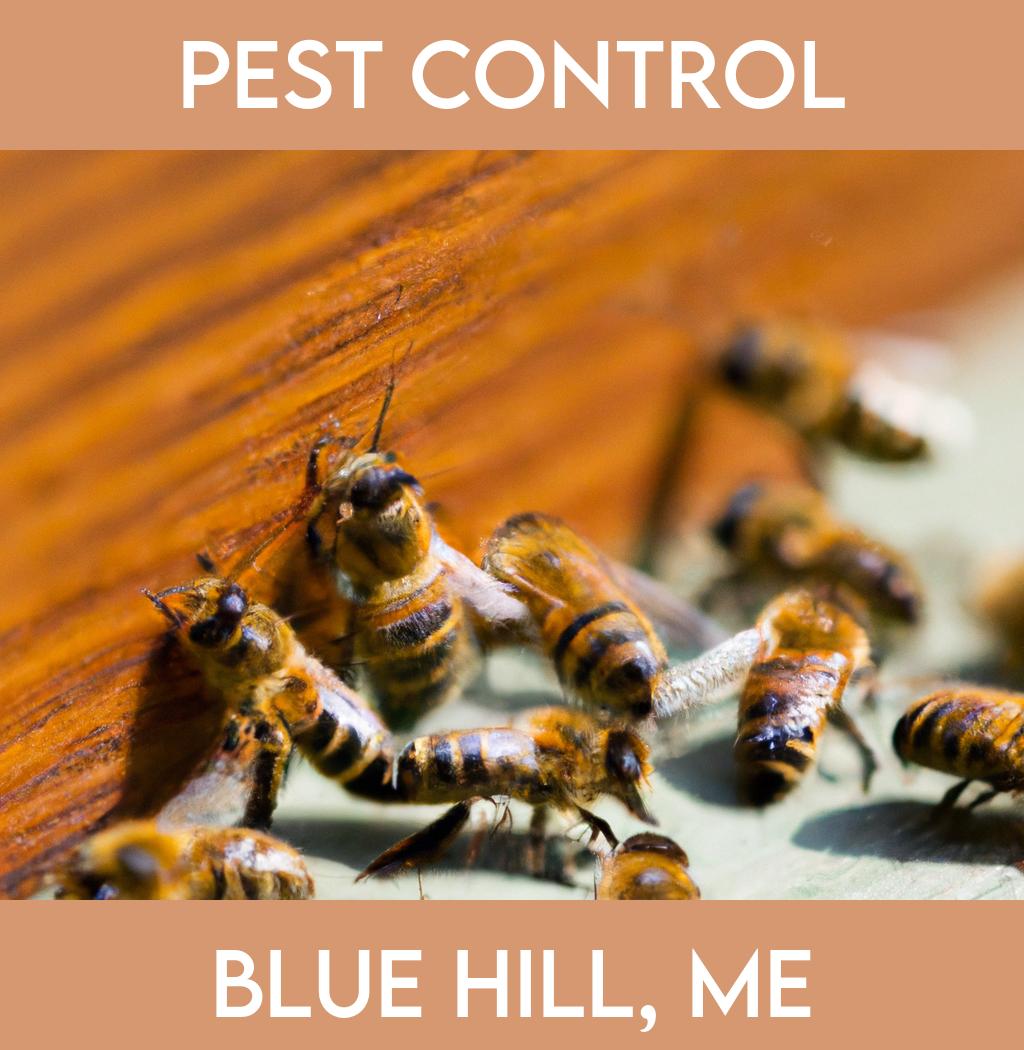 pest control in Blue Hill Maine