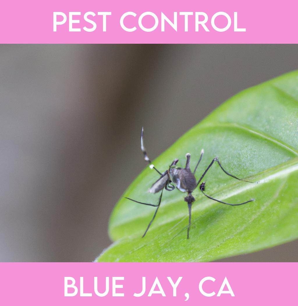 pest control in Blue Jay California