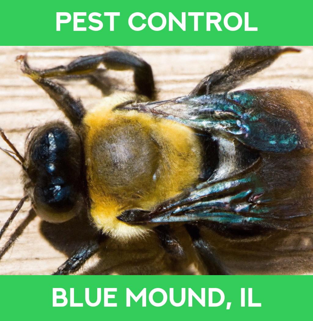 pest control in Blue Mound Illinois