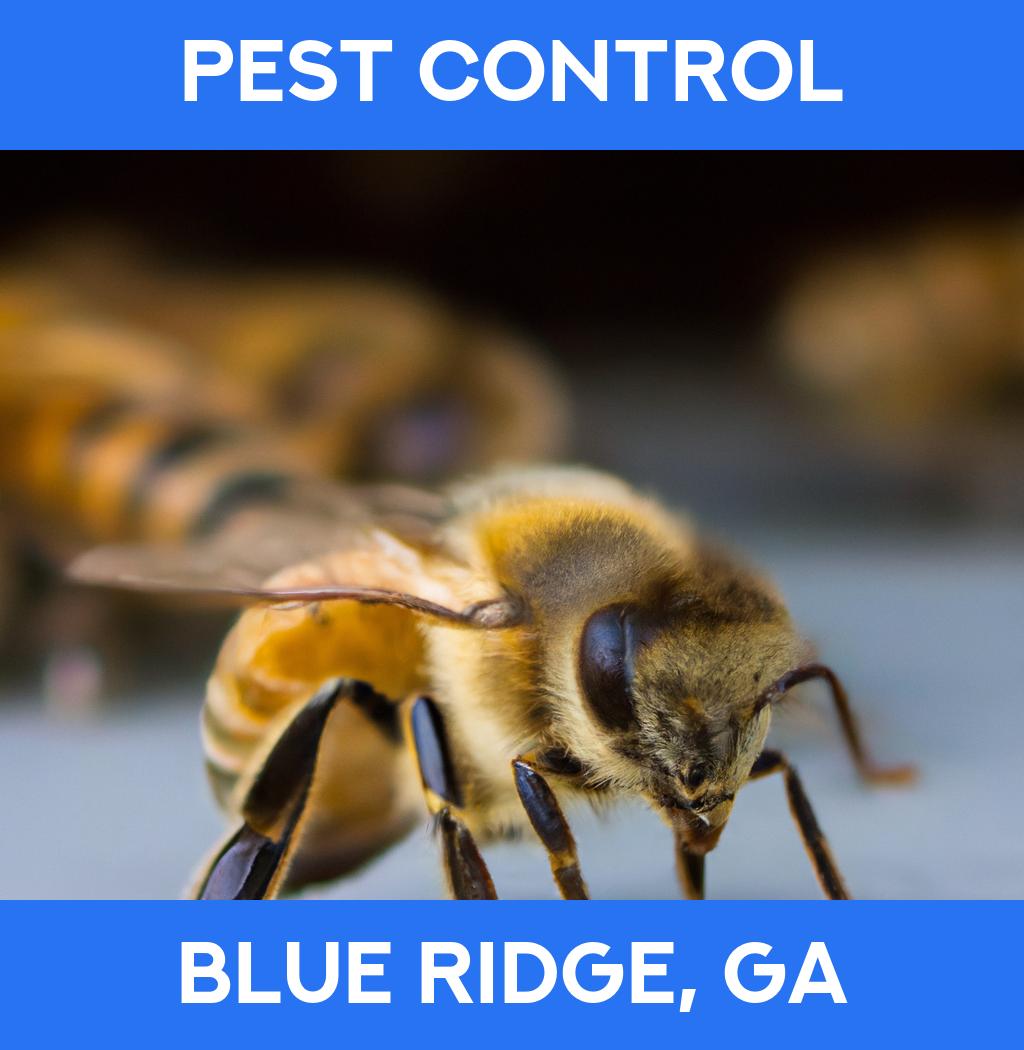 pest control in Blue Ridge Georgia
