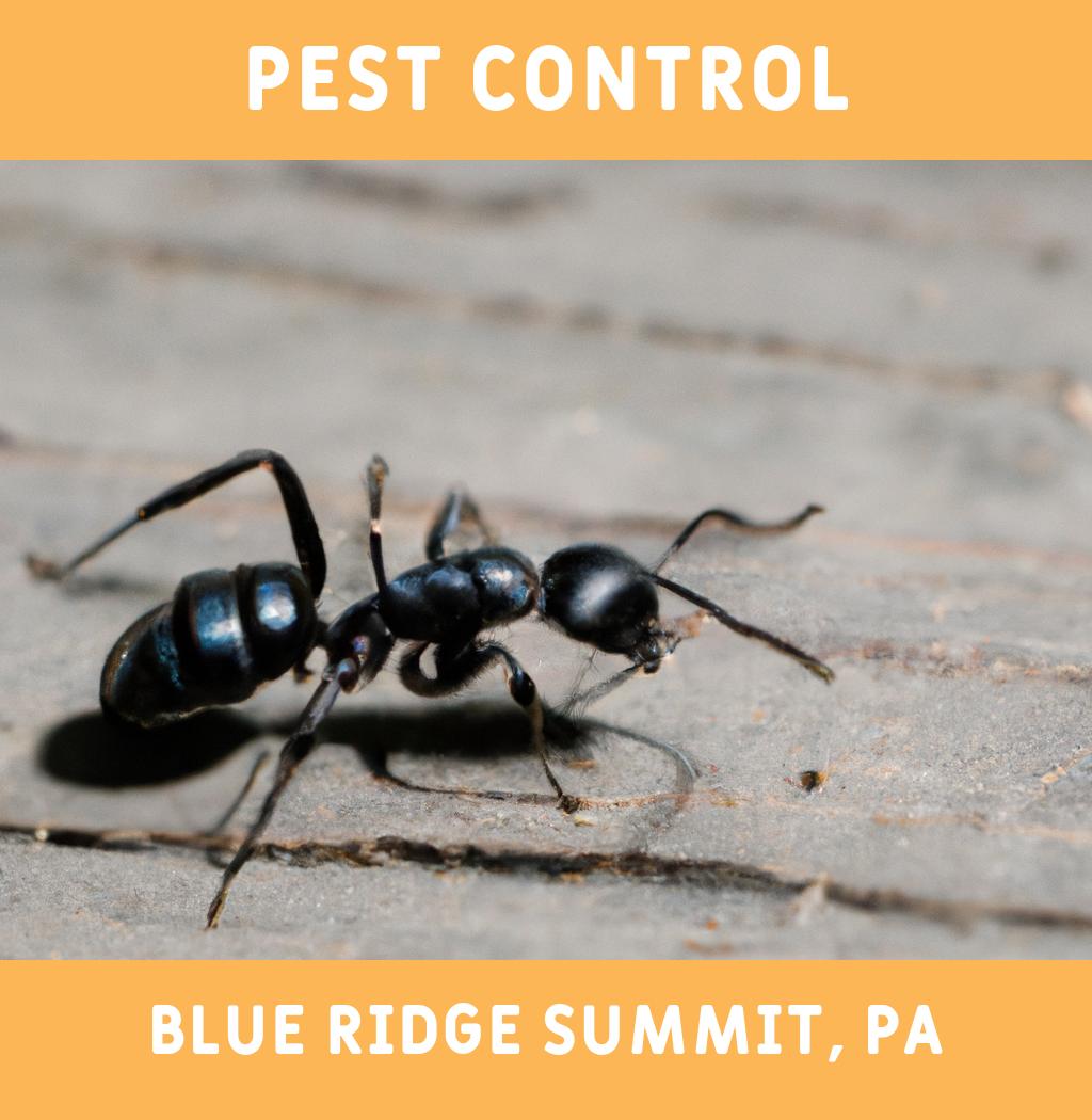 pest control in Blue Ridge Summit Pennsylvania
