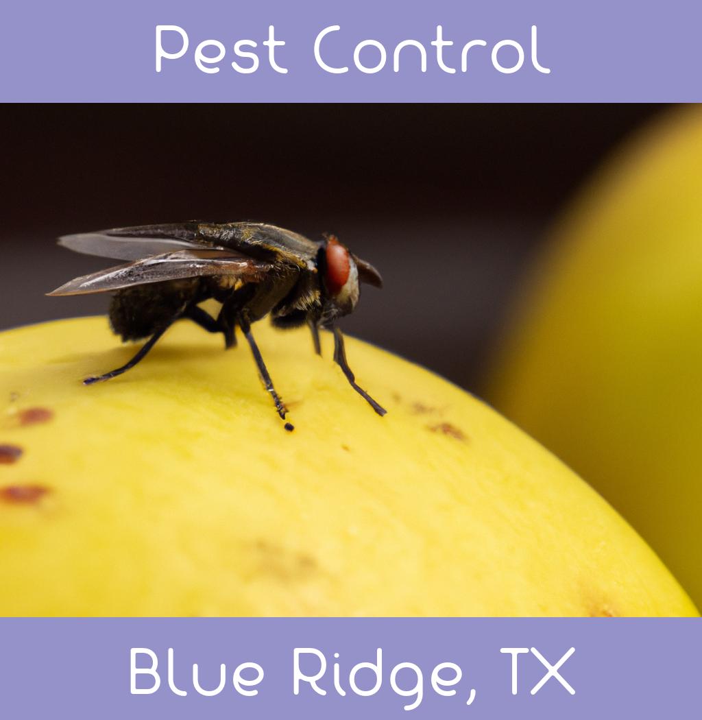 pest control in Blue Ridge Texas