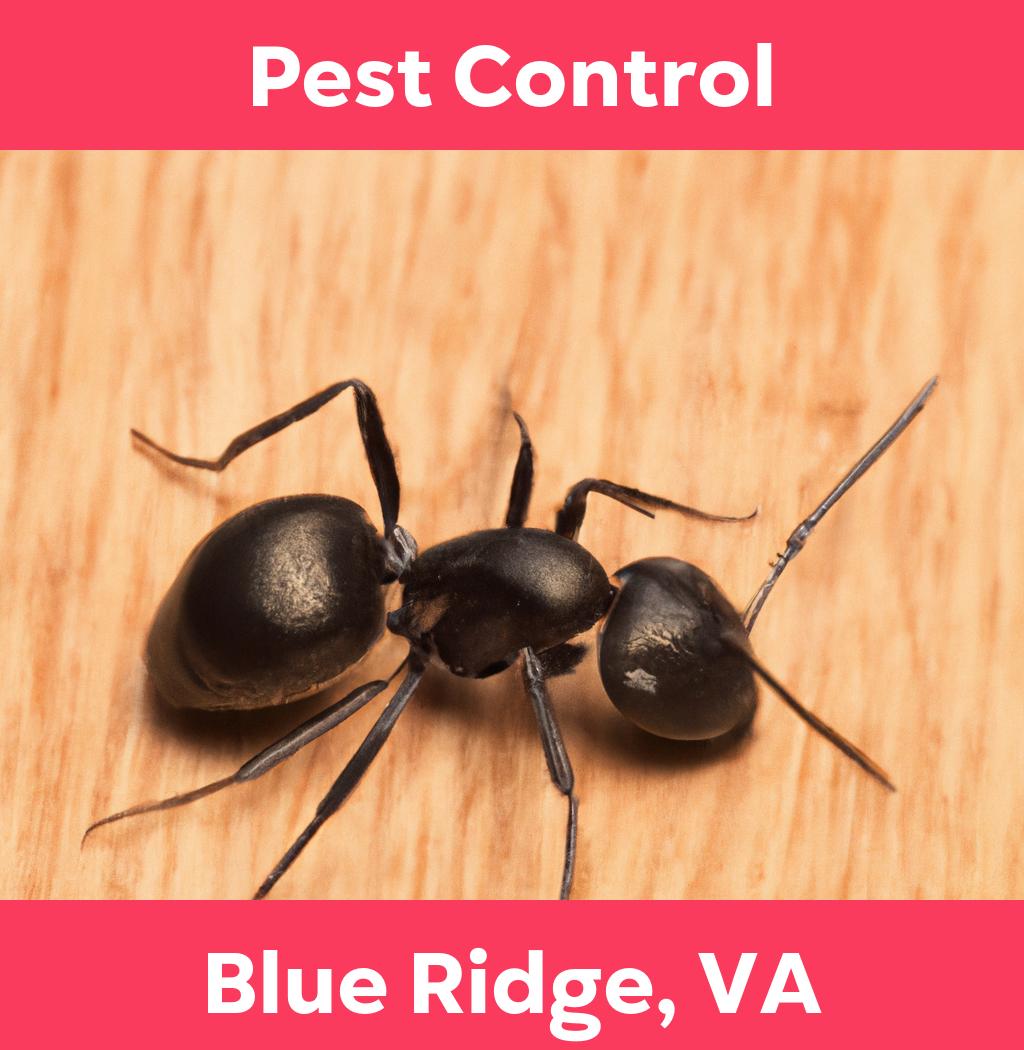 pest control in Blue Ridge Virginia
