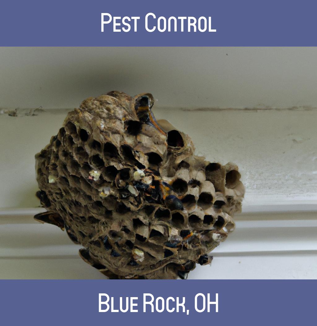 pest control in Blue Rock Ohio