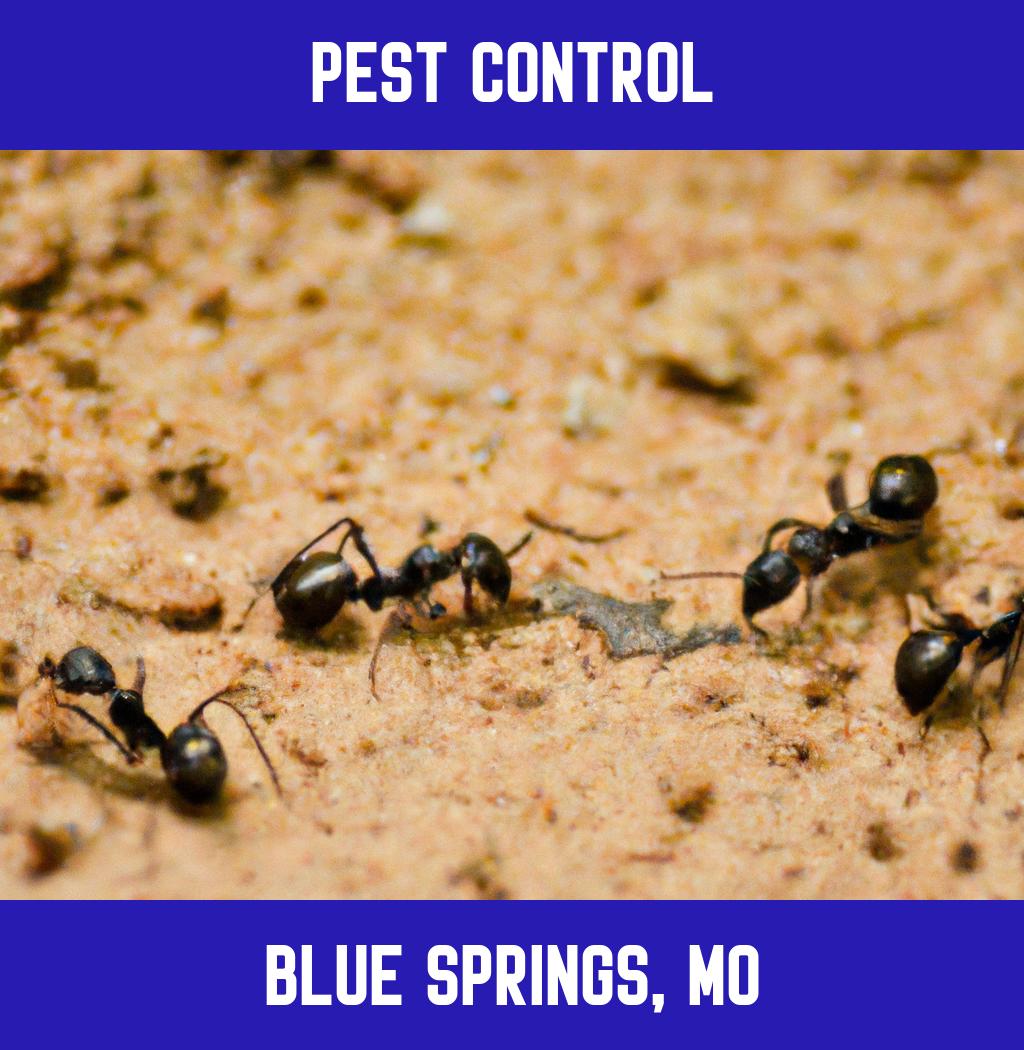 pest control in Blue Springs Missouri