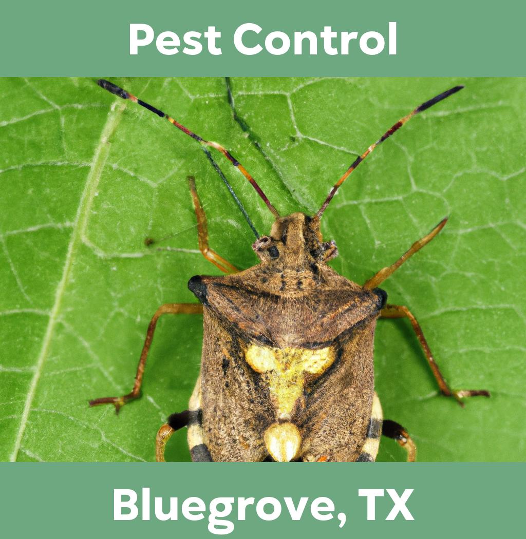 pest control in Bluegrove Texas