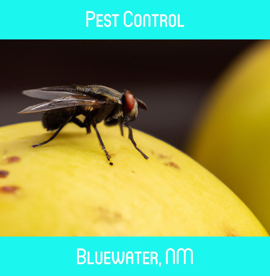 pest control in Bluewater New Mexico