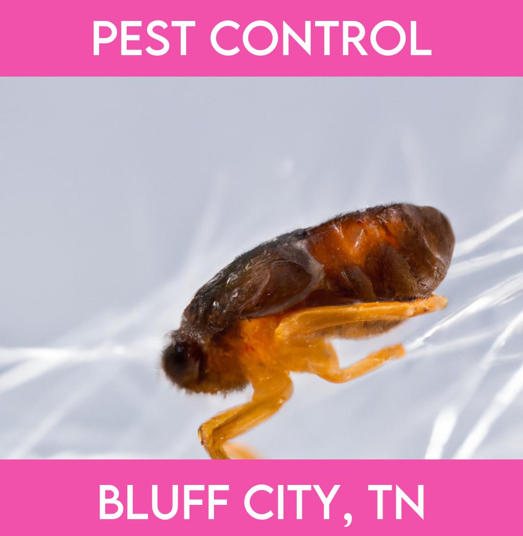 pest control in Bluff City Tennessee