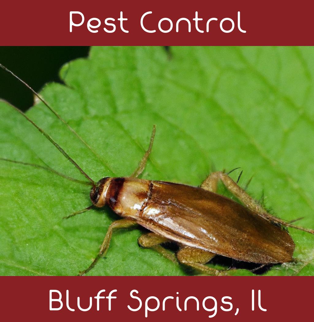 pest control in Bluff Springs Illinois