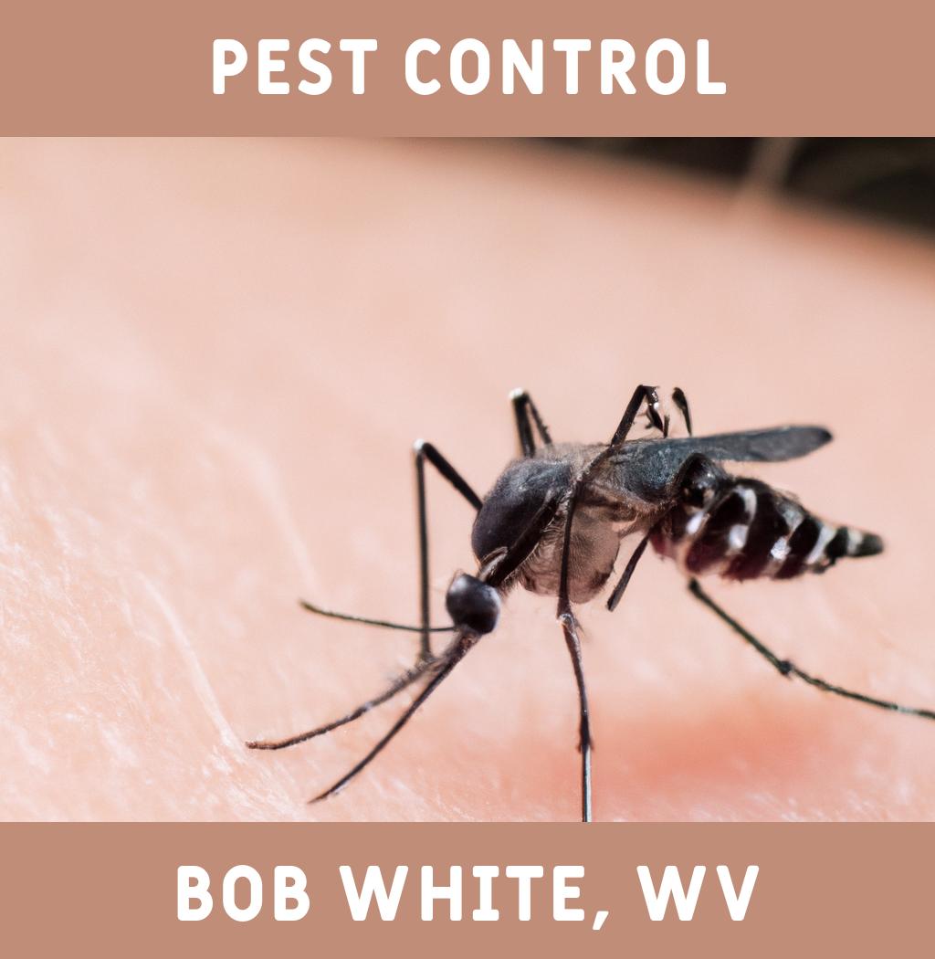 pest control in Bob White West Virginia