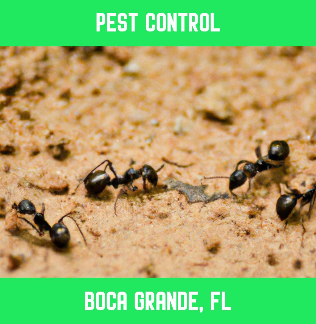 pest control in Boca Grande Florida