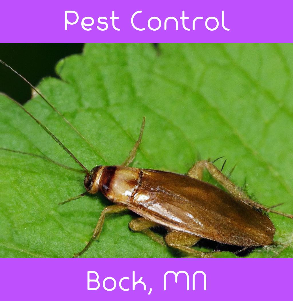 pest control in Bock Minnesota