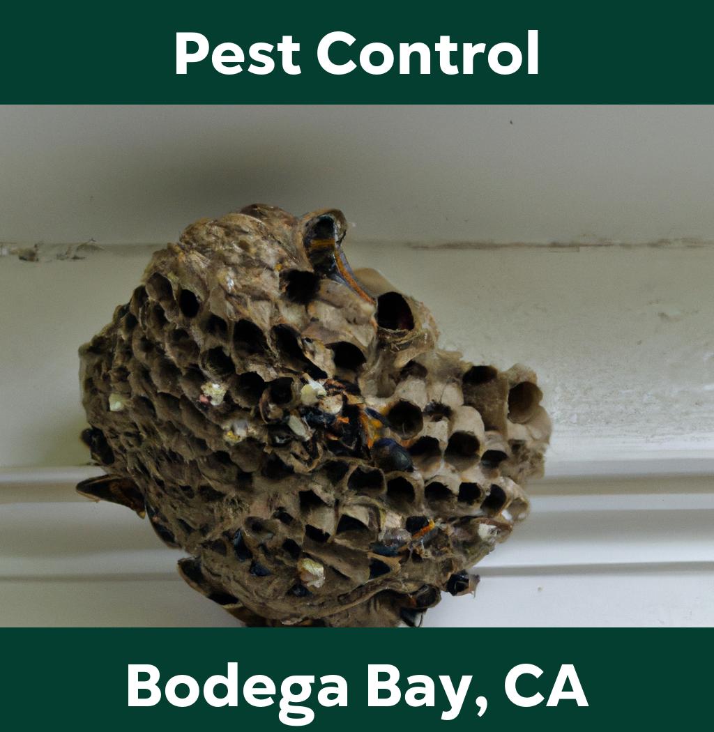 pest control in Bodega Bay California