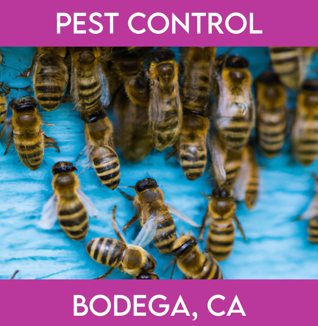 pest control in Bodega California