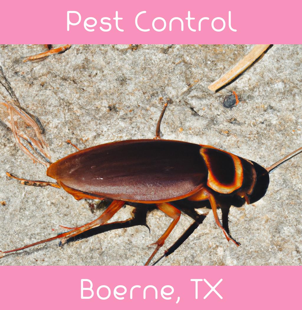 pest control in Boerne Texas