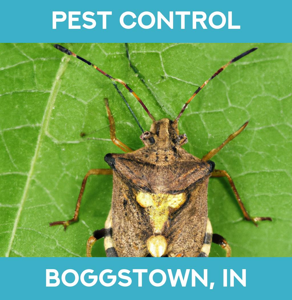 pest control in Boggstown Indiana
