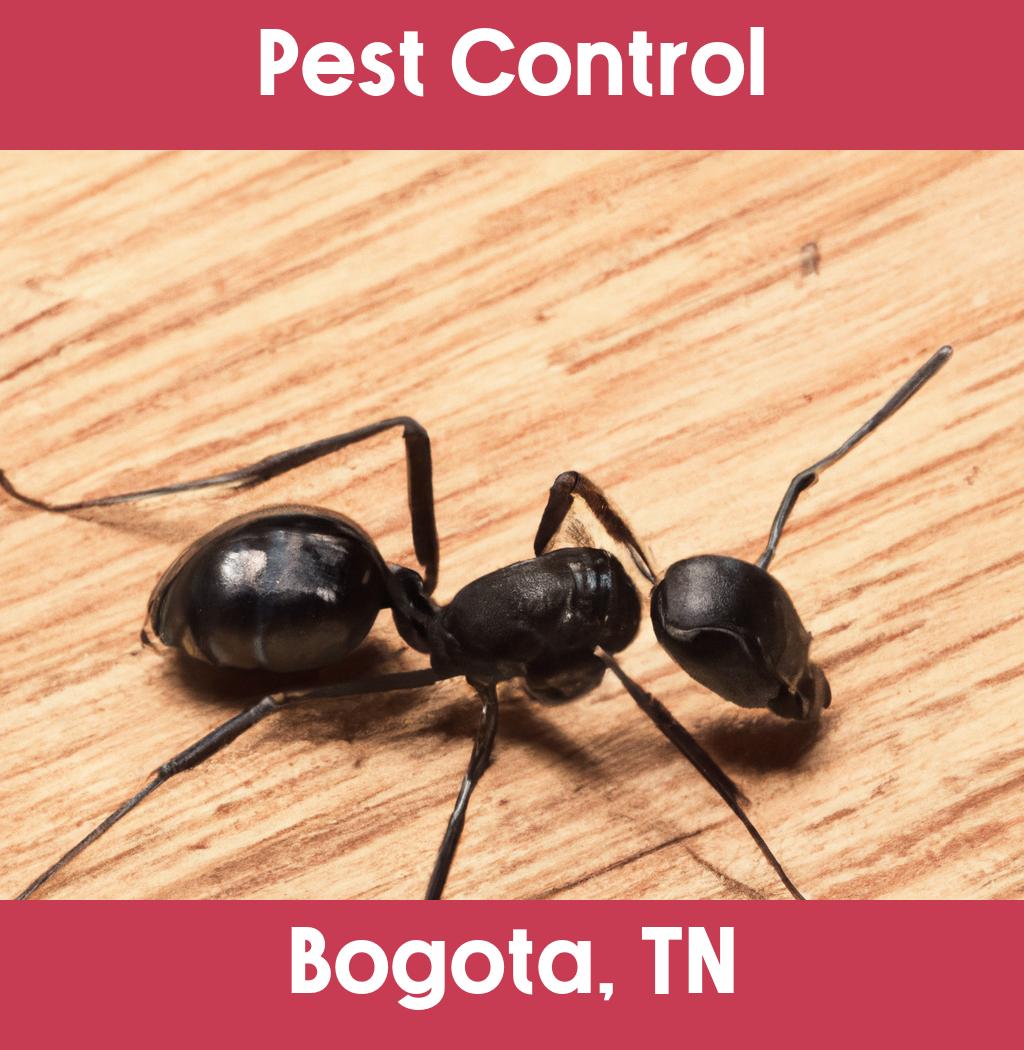 pest control in Bogota Tennessee