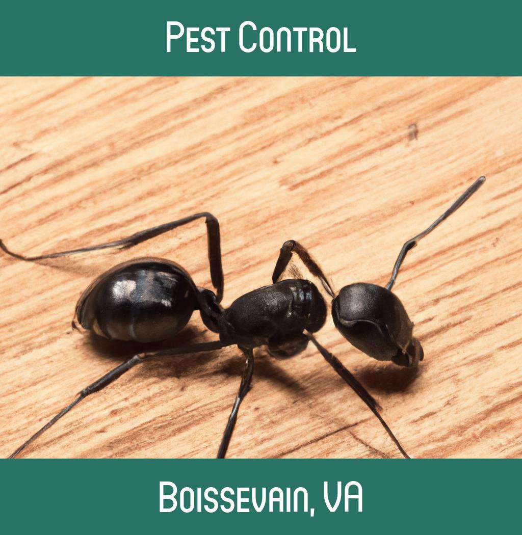 pest control in Boissevain Virginia