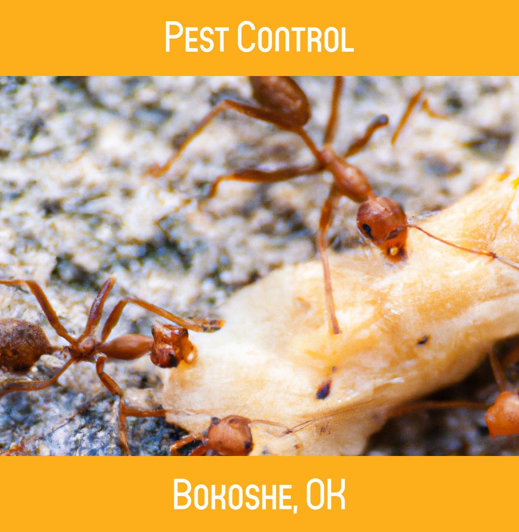 pest control in Bokoshe Oklahoma
