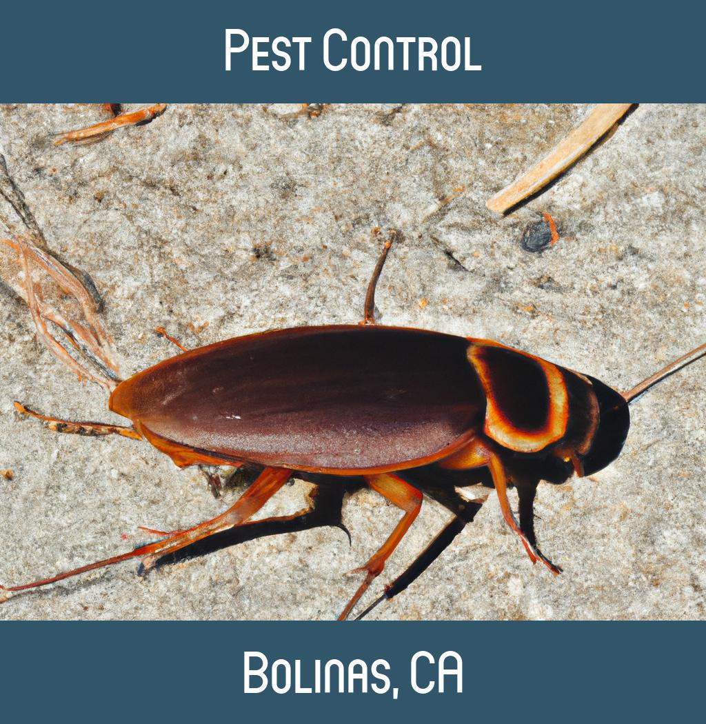 pest control in Bolinas California