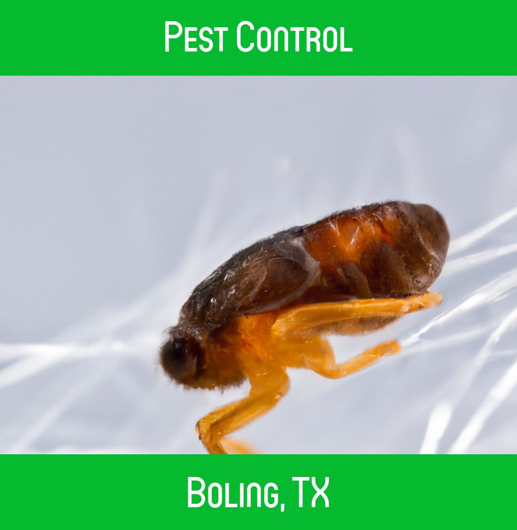 pest control in Boling Texas