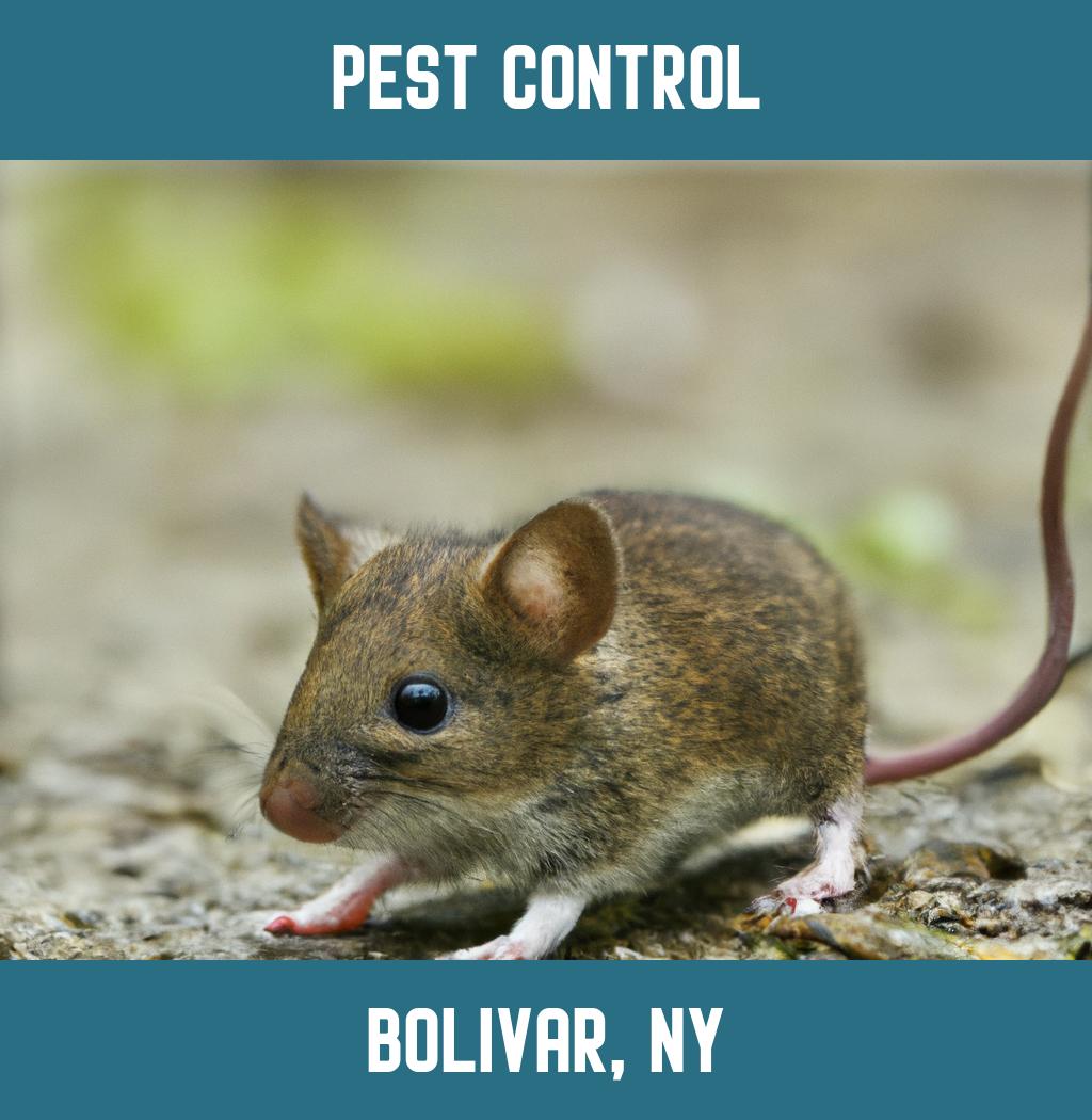 pest control in Bolivar New York