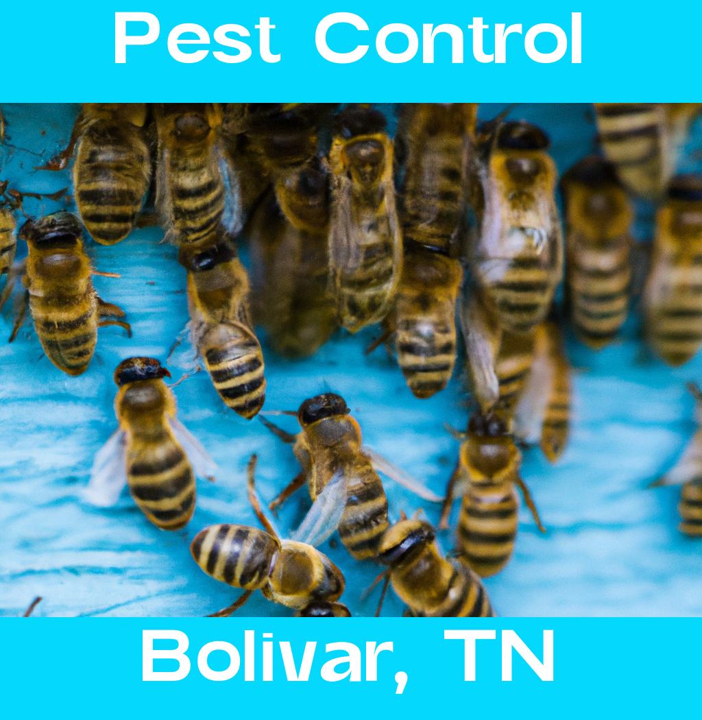 pest control in Bolivar Tennessee