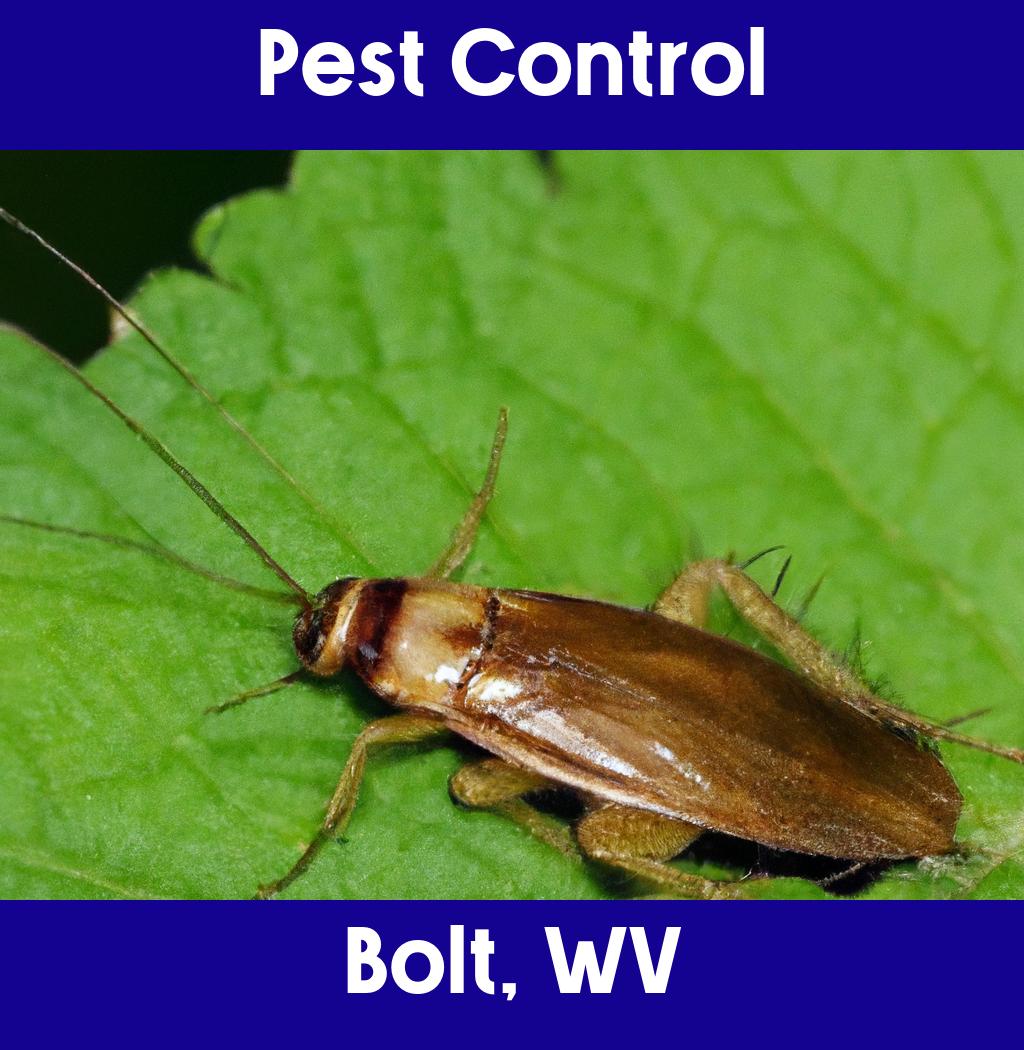 pest control in Bolt West Virginia
