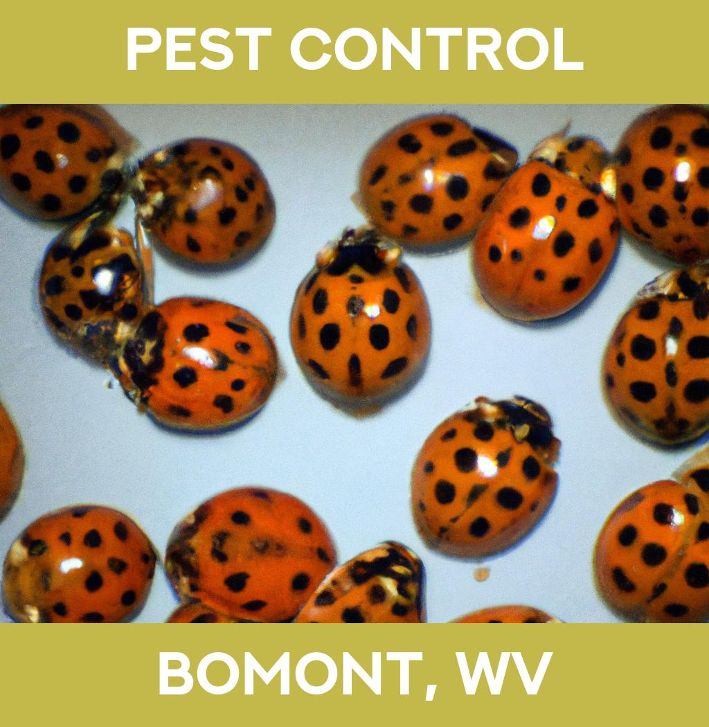 pest control in Bomont West Virginia
