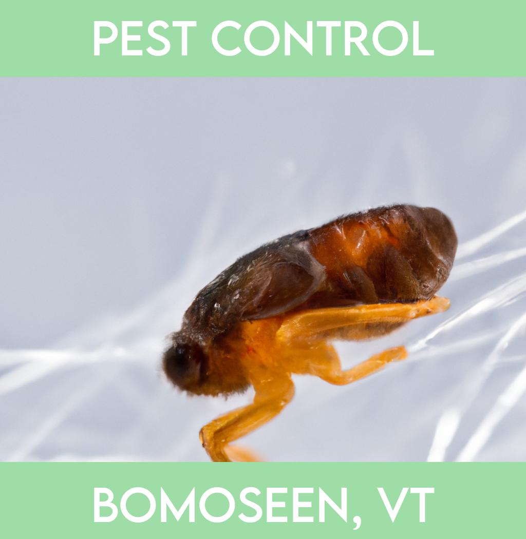 pest control in Bomoseen Vermont