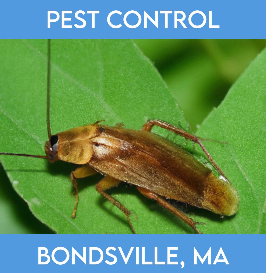 pest control in Bondsville Massachusetts