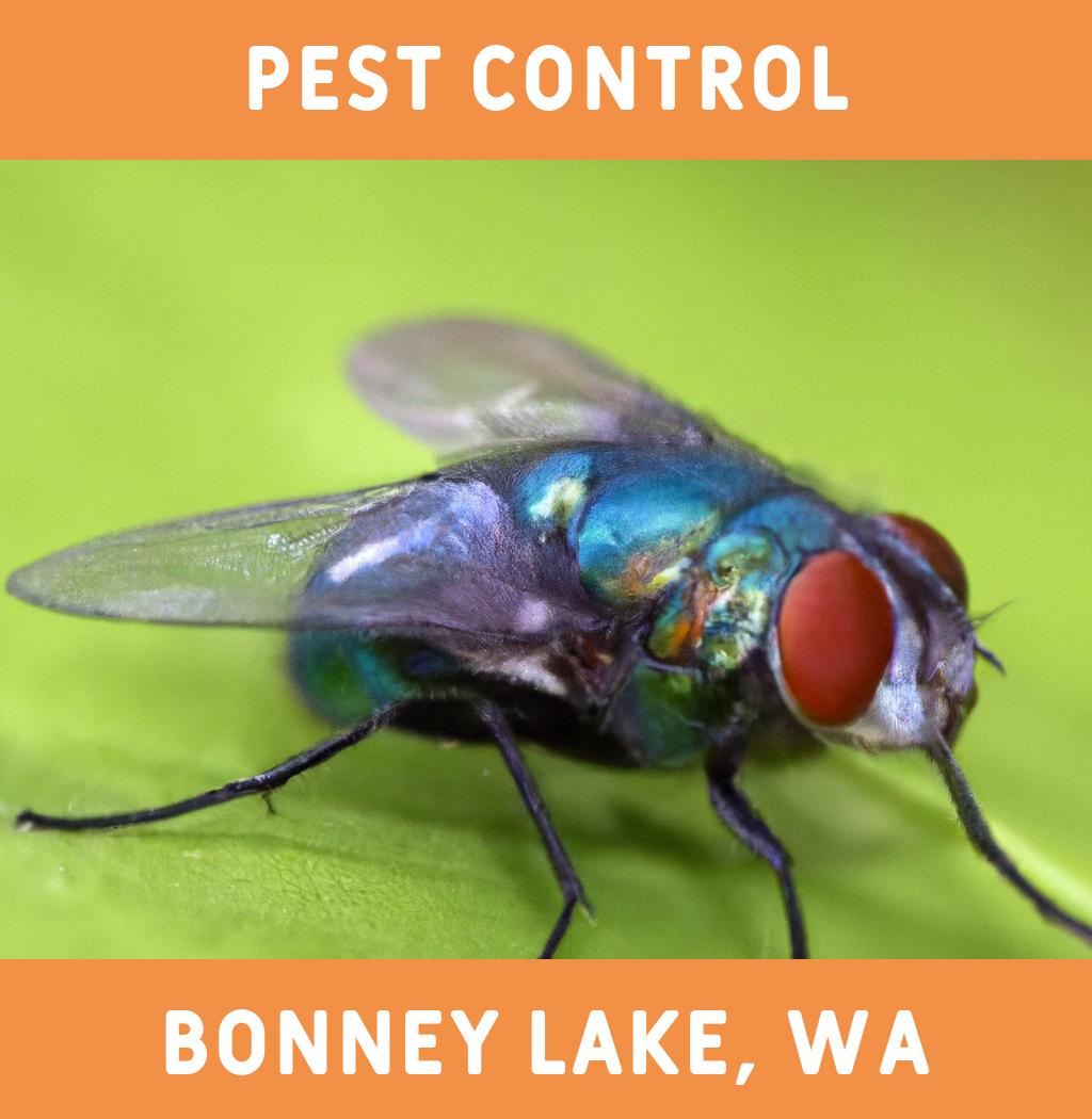 pest control in Bonney Lake Washington