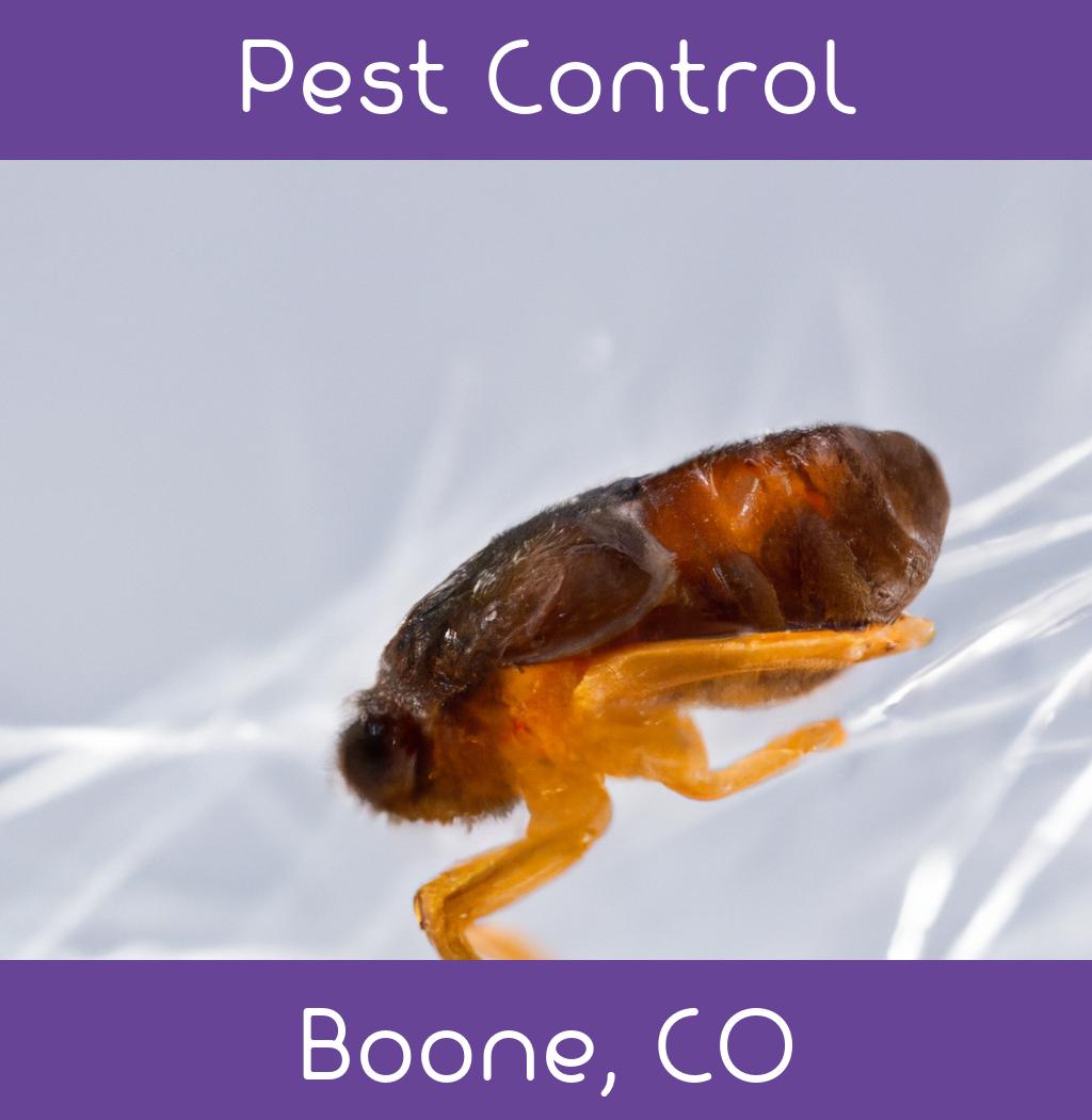 pest control in Boone Colorado