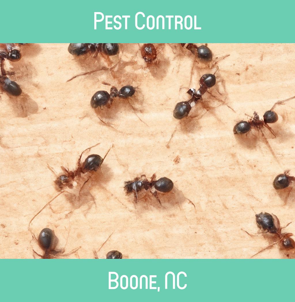 pest control in Boone North Carolina