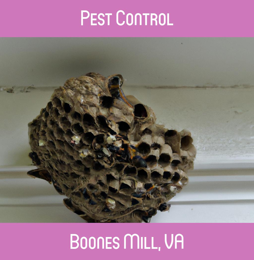 pest control in Boones Mill Virginia