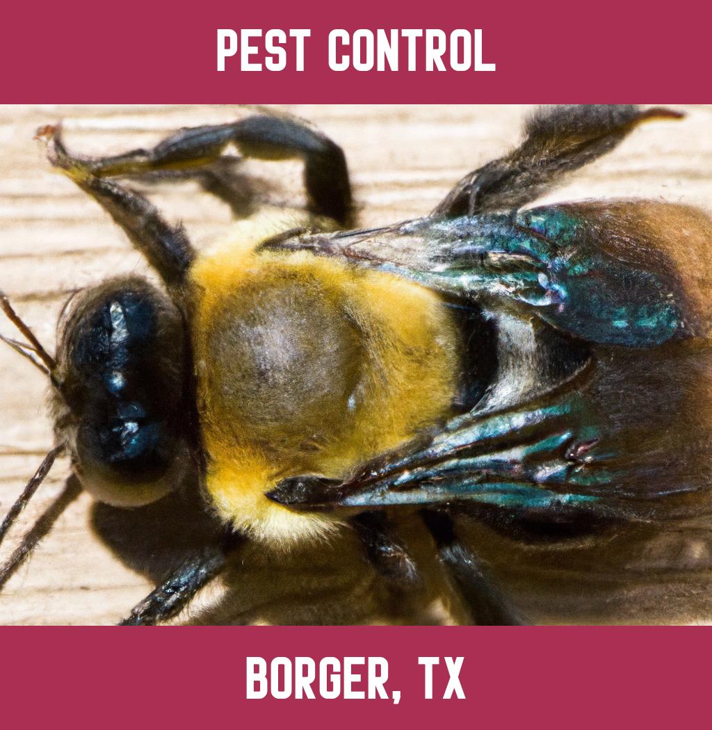 pest control in Borger Texas