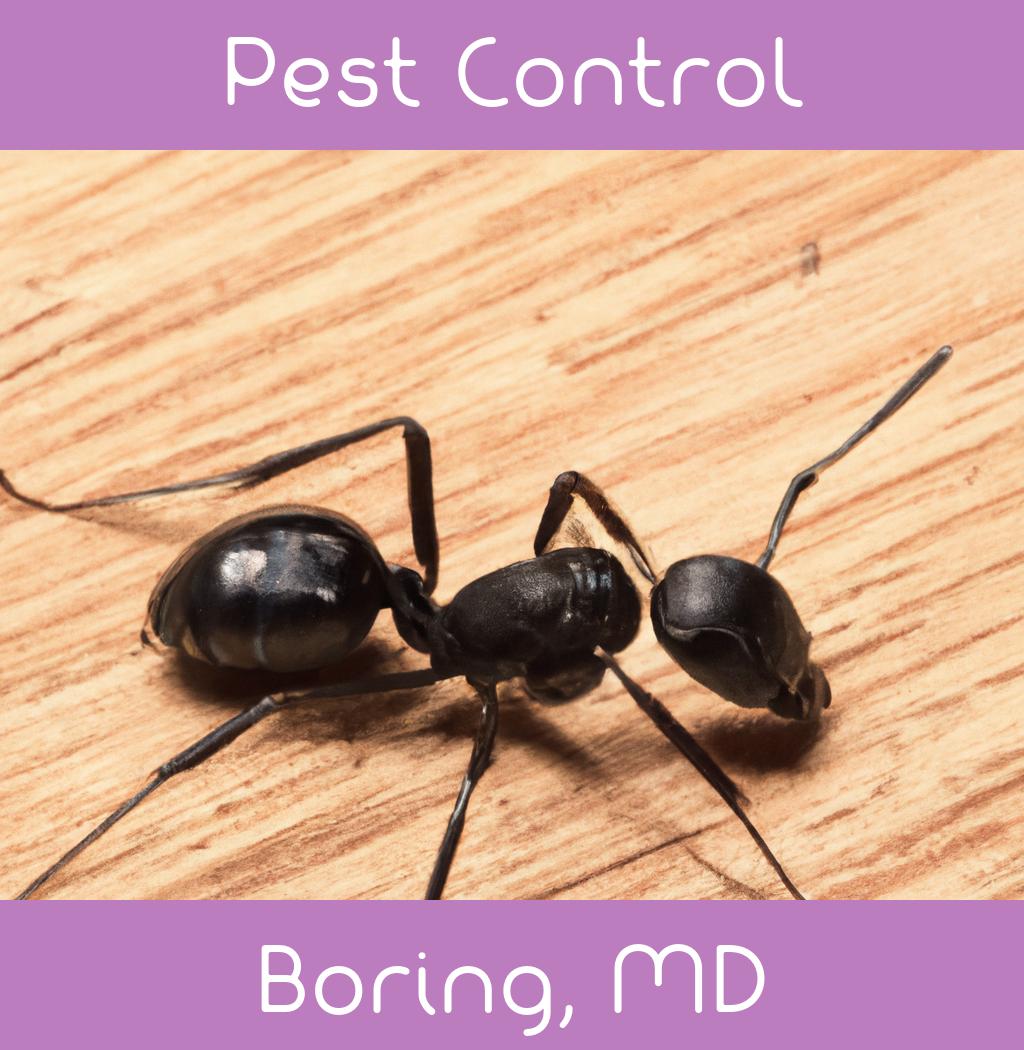 pest control in Boring Maryland