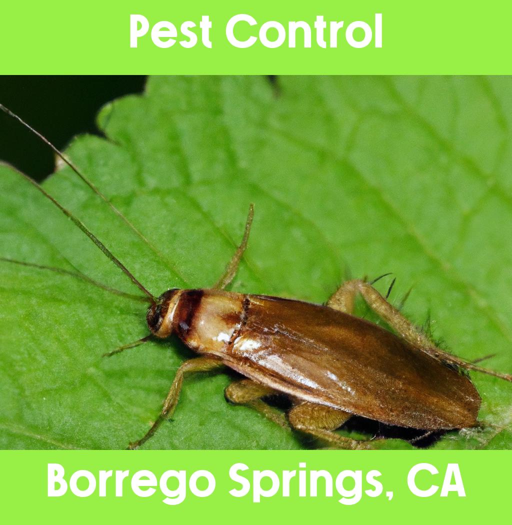 pest control in Borrego Springs California