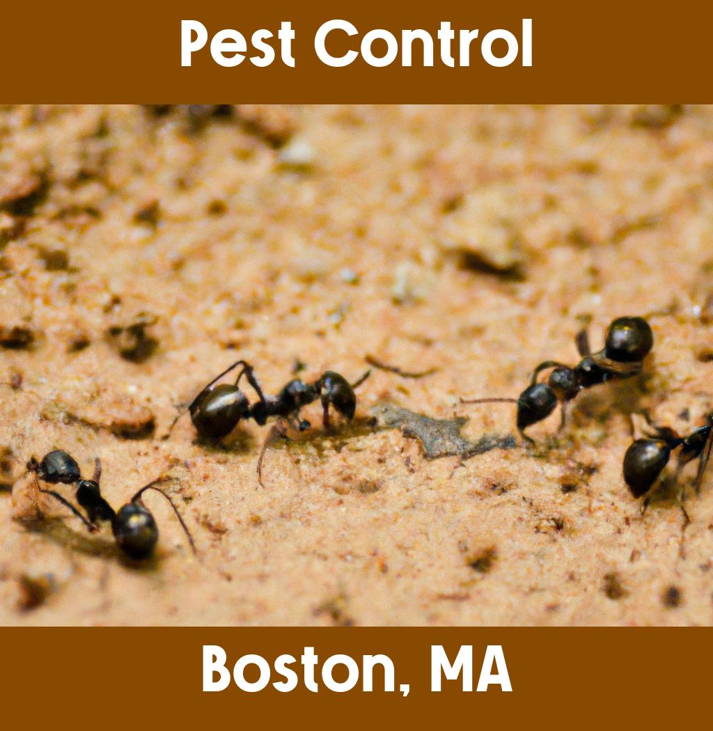 pest control in Boston Massachusetts