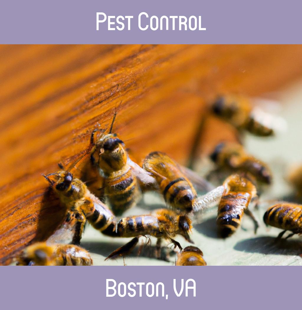 pest control in Boston Virginia