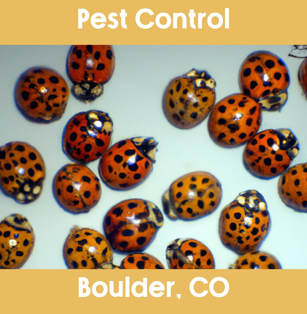 pest control in Boulder Colorado