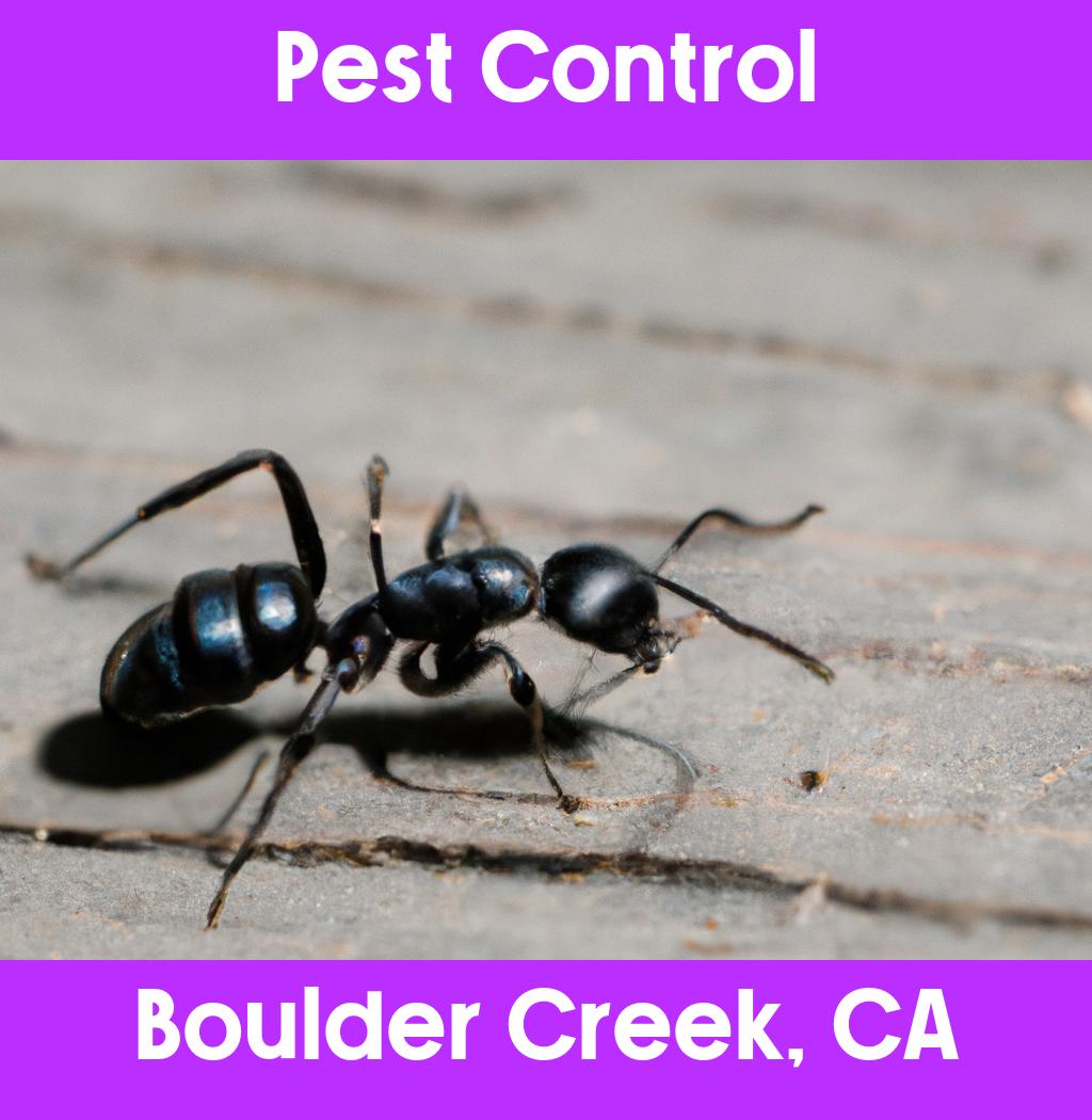 pest control in Boulder Creek California