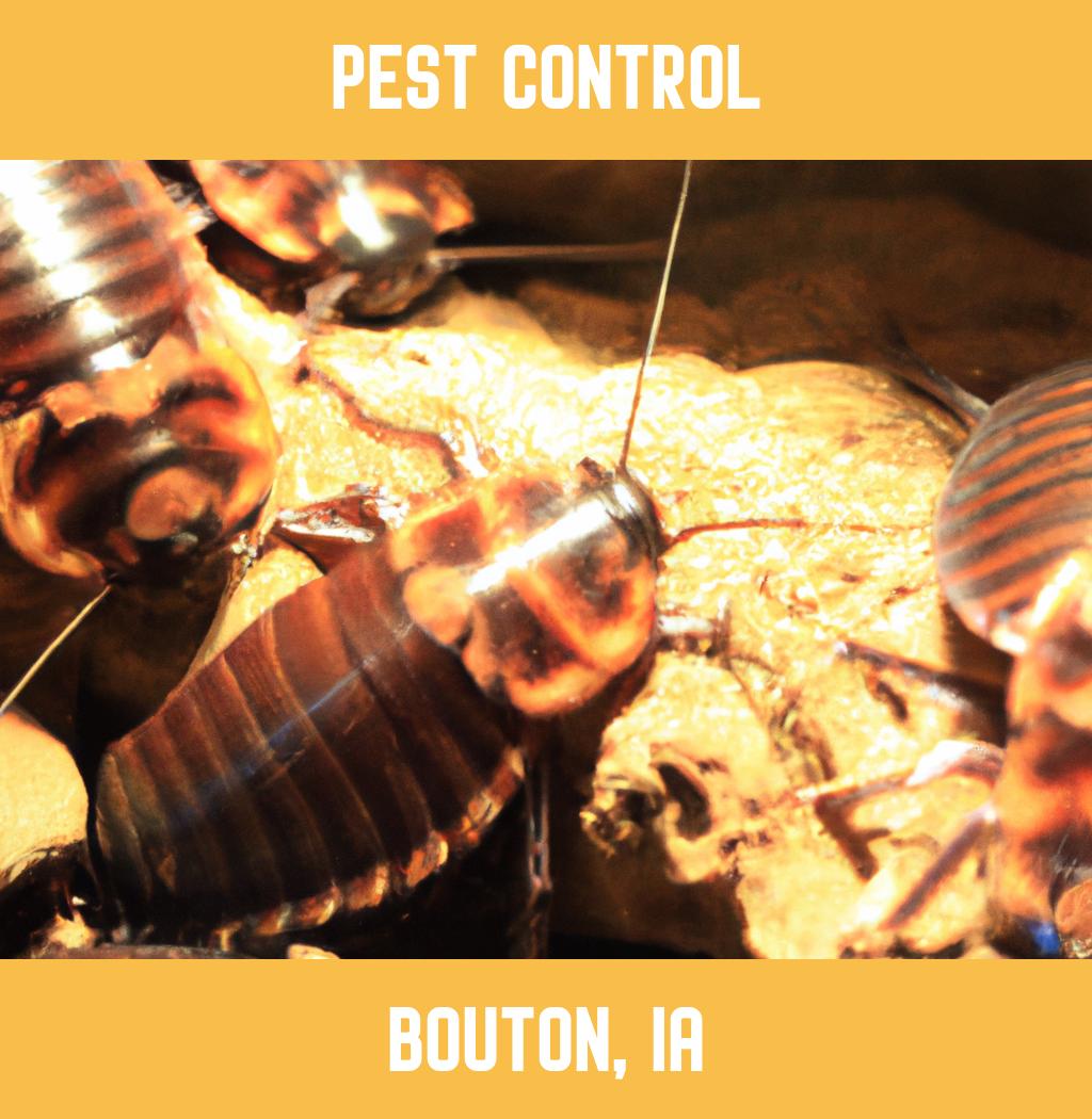 pest control in Bouton Iowa