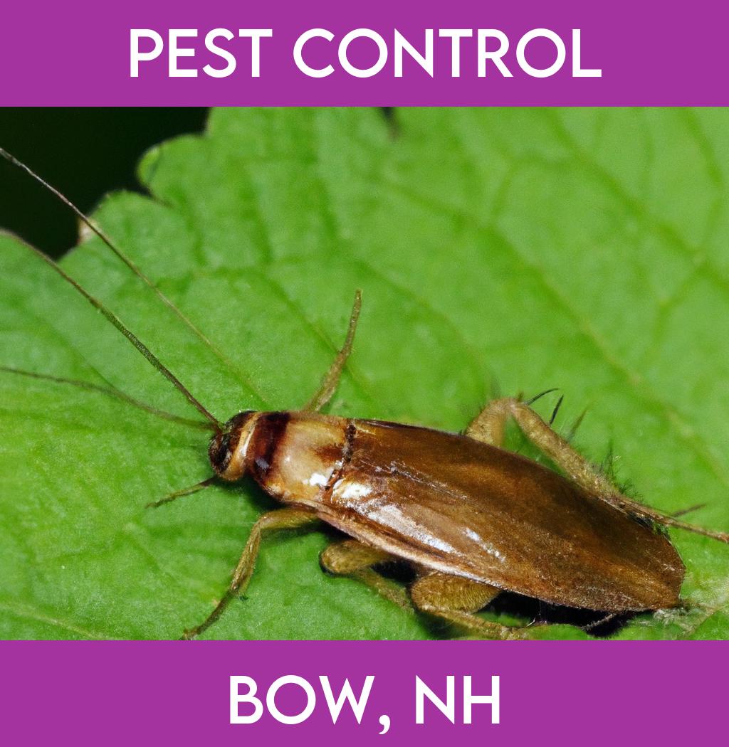 pest control in Bow New Hampshire