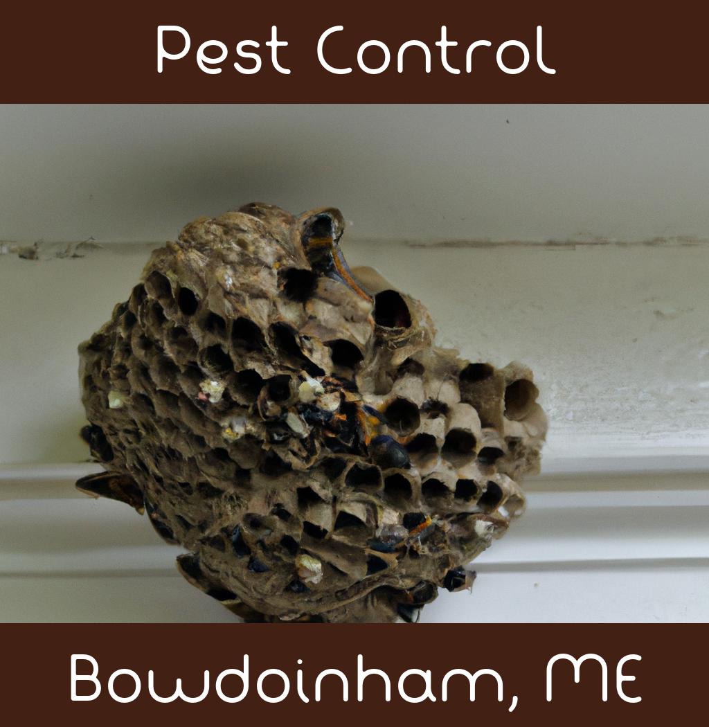 pest control in Bowdoinham Maine