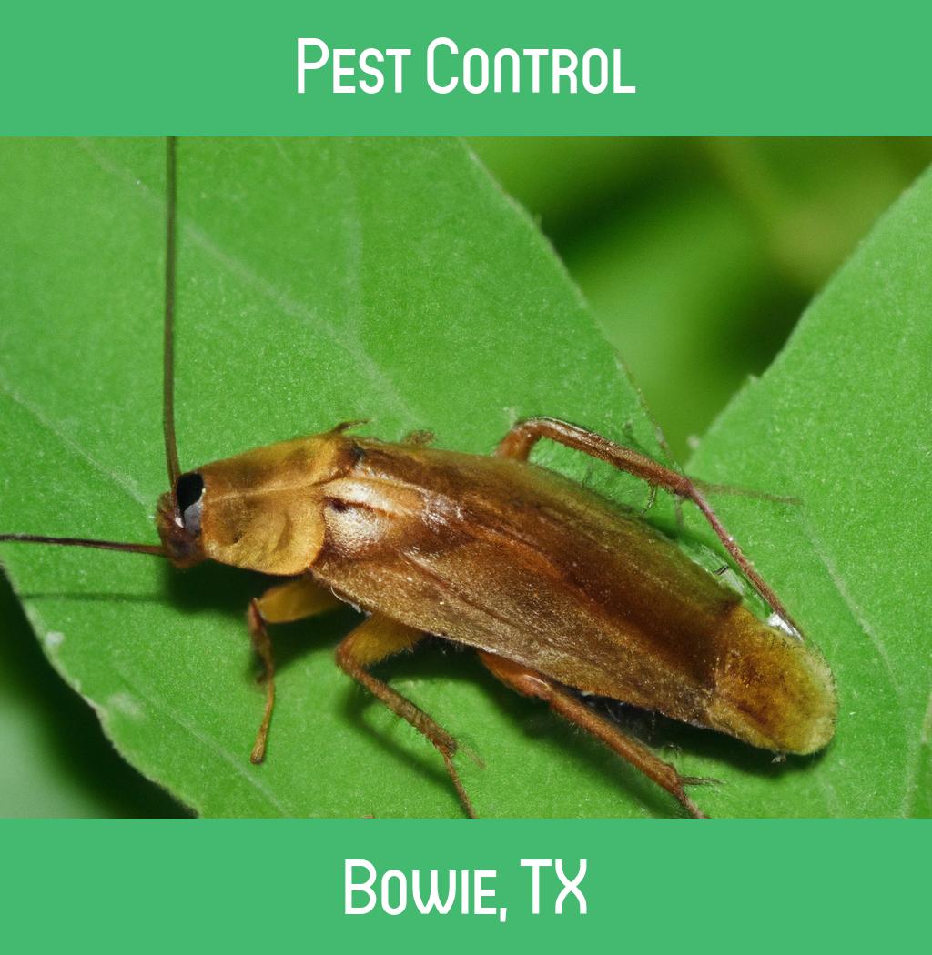 pest control in Bowie Texas
