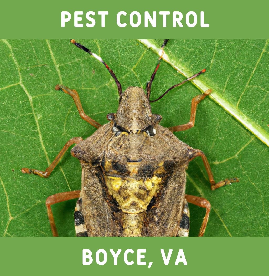 pest control in Boyce Virginia