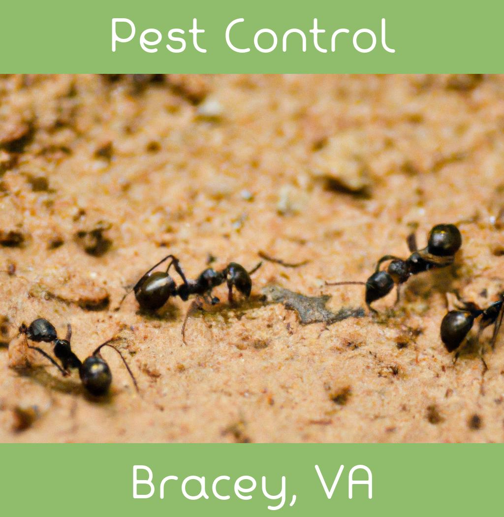 pest control in Bracey Virginia