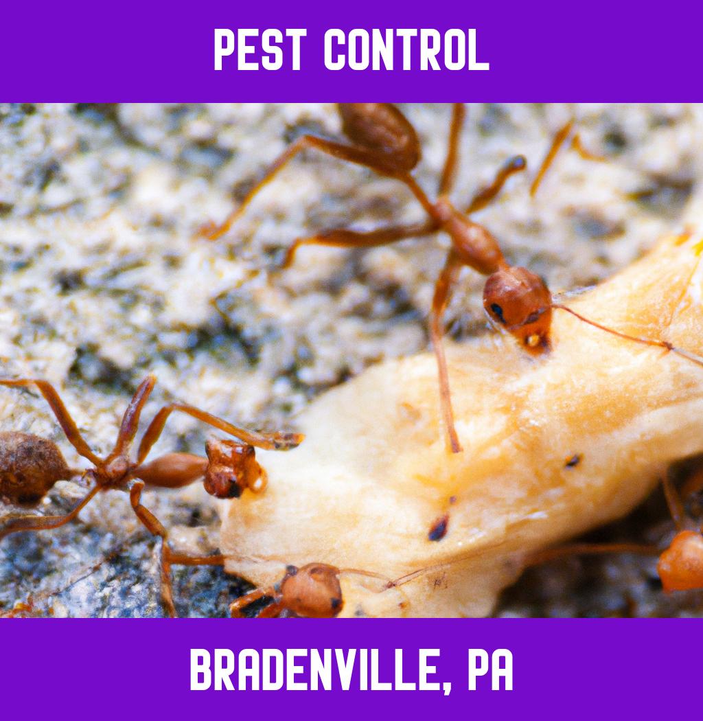 pest control in Bradenville Pennsylvania