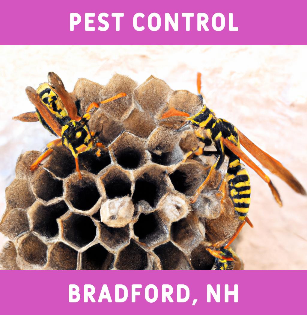 pest control in Bradford New Hampshire